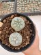 Lophophora Williamsii 5-6 cm 12 years old seed ownroot flower seedling ロフォフォラ　烏羽玉　仔吹き サボテン