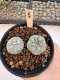 Lophophora Williamsii 5-6 cm 12 years old seed ownroot flower seedling ロフォフォラ　烏羽玉　仔吹き サボテン