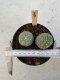 Lophophora Williamsii Cristata 5-6 cm 12 years old seed ownroot flower seedling ロフォフォラ　烏羽玉　仔吹き サボテン