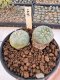 Lophophora Williamsii Cristata 5-6 cm 12 years old seed ownroot flower seedling ロフォフォラ　烏羽玉　仔吹き サボテン