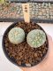 Lophophora Williamsii Cristata 5-6 cm 12 years old seed ownroot flower seedling ロフォフォラ　烏羽玉　仔吹き サボテン