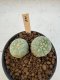 Lophophora Williamsii Cristata 5-6 cm 12 years old seed ownroot flower seedling ロフォフォラ　烏羽玉　仔吹き サボテン