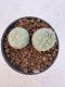 Lophophora Williamsii Cristata 5-6 cm 12 years old seed ownroot flower seedling ロフォフォラ　烏羽玉　仔吹き サボテン