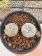 Lophophora Williamsii 5-6 cm 12 years old seed ownroot flower seedling ロフォフォラ　烏羽玉　仔吹き サボテン