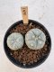 Lophophora Williamsii 5-6 cm 12 years old seed ownroot flower seedling ロフォフォラ　烏羽玉　仔吹き サボテン