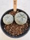 Lophophora Williamsii 5-6 cm 12 years old seed ownroot flower seedling ロフォフォラ　烏羽玉　仔吹き サボテン