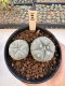 Lophophora Williamsii 5-6 cm 12 years old seed ownroot flower seedling ロフォフォラ　烏羽玉　仔吹き サボテン