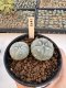 Lophophora Williamsii 5-6 cm 12 years old seed ownroot flower seedling ロフォフォラ　烏羽玉　仔吹き サボテン