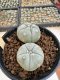 Lophophora Williamsii 5-6 cm 12 years old seed ownroot flower seedling ロフォフォラ　烏羽玉　仔吹き サボテン