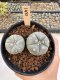 Lophophora Williamsii 5-6 cm 12 years old seed ownroot flower seedling ロフォフォラ　烏羽玉　仔吹き サボテン