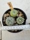 Lophophora Williamsii 5-6 cm 12 years old seed ownroot flower seedling ロフォフォラ　烏羽玉　仔吹き サボテン