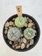 Lophophora Williamsii 5-6 cm 12 years old seed ownroot flower seedling ロフォフォラ　烏羽玉　仔吹き サボテン