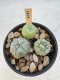 Lophophora Williamsii 5-6 cm 12 years old seed ownroot flower seedling ロフォフォラ　烏羽玉　仔吹き サボテン