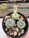 Lophophora Williamsii 5-6 cm 12 years old seed ownroot flower seedling ロフォフォラ　烏羽玉　仔吹き サボテン