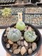 Lophophora Williamsii 5-6 cm 12 years old seed ownroot flower seedling ロフォフォラ　烏羽玉　仔吹き サボテン