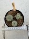 Lophophora Williamsii 5-6 cm 12 years old seed ownroot flower seedling ロフォフォラ　烏羽玉　仔吹き サボテン