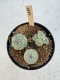 Lophophora Williamsii 5-6 cm 12 years old seed ownroot flower seedling ロフォフォラ　烏羽玉　仔吹き サボテン