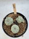 Lophophora Williamsii 5-6 cm 12 years old seed ownroot flower seedling ロフォフォラ　烏羽玉　仔吹き サボテン