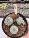 Lophophora Williamsii 5-6 cm 12 years old seed ownroot flower seedling ロフォフォラ　烏羽玉　仔吹き サボテン