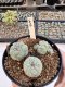 Lophophora Williamsii 5-6 cm 12 years old seed ownroot flower seedling ロフォフォラ　烏羽玉　仔吹き サボテン