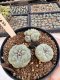 Lophophora Williamsii 5-6 cm 12 years old seed ownroot flower seedling ロフォフォラ　烏羽玉　仔吹き サボテン