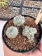 Lophophora Williamsii 5-6 cm 12 years old seed ownroot flower seedling ロフォフォラ　烏羽玉　仔吹き サボテン