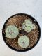 Lophophora Williamsii 5-6 cm 12 years old seed ownroot flower seedling ロフォフォラ　烏羽玉　仔吹き サボテン