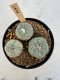 Lophophora Williamsii 5-6 cm 12 years old seed ownroot flower seedling ロフォフォラ　烏羽玉　仔吹き サボテン