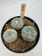 Lophophora Williamsii 5-6 cm 12 years old seed ownroot flower seedling ロフォフォラ　烏羽玉　仔吹き サボテン