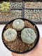 Lophophora Williamsii 5-6 cm 12 years old seed ownroot flower seedling ロフォフォラ　烏羽玉　仔吹き サボテン