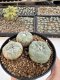 Lophophora Williamsii 5-6 cm 12 years old seed ownroot flower seedling ロフォフォラ　烏羽玉　仔吹き サボテン