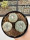 Lophophora Williamsii 5-6 cm 12 years old seed ownroot flower seedling ロフォフォラ　烏羽玉　仔吹き サボテン