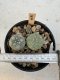 Lophophora Williamsii 5-6 cm 12 years old seed ownroot flower seedling ロフォフォラ　烏羽玉　仔吹き サボテン