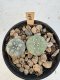 Lophophora Williamsii 5-6 cm 12 years old seed ownroot flower seedling ロフォフォラ　烏羽玉　仔吹き サボテン