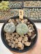 Lophophora Williamsii 5-6 cm 12 years old seed ownroot flower seedling ロフォフォラ　烏羽玉　仔吹き サボテン