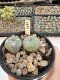 Lophophora Williamsii 5-6 cm 12 years old seed ownroot flower seedling ロフォフォラ　烏羽玉　仔吹き サボテン