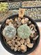 Lophophora Williamsii 5-6 cm 12 years old seed ownroot flower seedling ロフォフォラ　烏羽玉　仔吹き サボテン