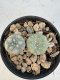 Lophophora Williamsii 5-6 cm 12 years old seed ownroot flower seedling ロフォフォラ　烏羽玉　仔吹き サボテン