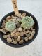 Lophophora Williamsii 5-6 cm 12 years old seed ownroot flower seedling ロフォフォラ　烏羽玉　仔吹き サボテン