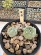 Lophophora Williamsii 5-6 cm 12 years old seed ownroot flower seedling ロフォフォラ　烏羽玉　仔吹き サボテン