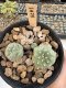 Lophophora Williamsii 5-6 cm 12 years old seed ownroot flower seedling ロフォフォラ　烏羽玉　仔吹き サボテン