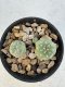 Lophophora Williamsii 5-6 cm 12 years old seed ownroot flower seedling ロフォフォラ　烏羽玉　仔吹き サボテン