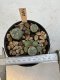 Lophophora Williamsii 5-6 cm 12 years old seed ownroot flower seedling ロフォフォラ　烏羽玉　仔吹き サボテン