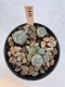 Lophophora Williamsii 5-6 cm 12 years old seed ownroot flower seedling ロフォフォラ　烏羽玉　仔吹き サボテン