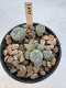 Lophophora Williamsii 5-6 cm 12 years old seed ownroot flower seedling ロフォフォラ　烏羽玉　仔吹き サボテン