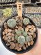 Lophophora Williamsii 5-6 cm 12 years old seed ownroot flower seedling ロフォフォラ　烏羽玉　仔吹き サボテン