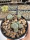 Lophophora Williamsii 5-6 cm 12 years old seed ownroot flower seedling ロフォフォラ　烏羽玉　仔吹き サボテン