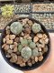 Lophophora Williamsii 5-6 cm 12 years old seed ownroot flower seedling ロフォフォラ　烏羽玉　仔吹き サボテン