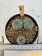 Lophophora Williamsii Twin 5-6 cm 12 years old seed ownroot flower seedling ロフォフォラ　烏羽玉　仔吹き サボテン