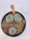 Lophophora Williamsii Twin 5-6 cm 12 years old seed ownroot flower seedling ロフォフォラ　烏羽玉　仔吹き サボテン